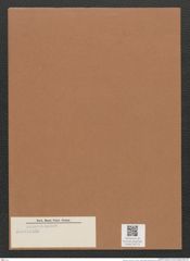 Navicula sp. (de-Toni-Nr.: Genus 1) Zeichnungen Sammlung Grunow Mappe 00713 (Herbarium_W_Grunow_drawings_Folder_00713)